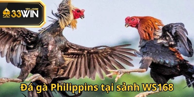 Đá gà Philippins nổi tiếng với sảnh WS168 uy tín nhất thị trường năm 2025