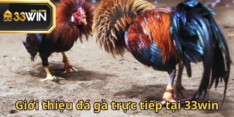 Đá gà trực tiếp tại 33win thú vị và đầy cuốn hút
